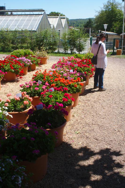 2019-07-23 13:03:42 ** Botanical Garden, Erfurt, Erica, Germany ** 