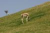 Directly across from the cheetah enclosure are antelopes like this one. The large number of potential prey tempt the cheetahs to breed. The danger of the cheetahs on the other hand tempt the antelopes to breed.