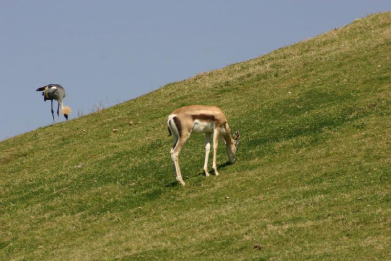 2008-03-21 14:09:04 ** San Diego, San Diego Zoo's Wild Animal Park ** Directly across from the cheetah enclosure are antelopes like this one. The large number of potential prey tempt the cheetahs to breed. The danger of the cheetahs on the other hand tempt the antelopes to breed.