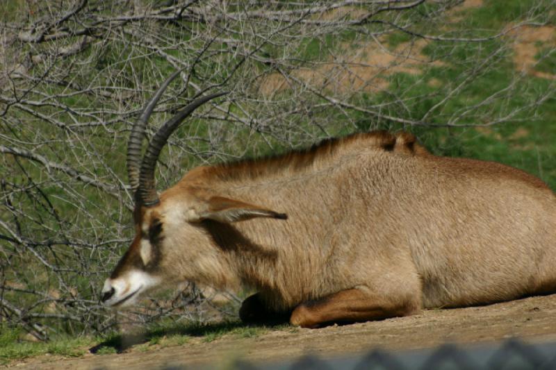 2008-03-21 11:00:04 ** San Diego, San Diego Zoo's Wild Animal Park ** 