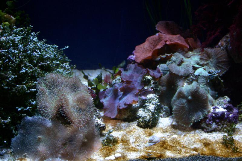 2007-10-13 13:07:10 ** Aquarium, California, Zoo ** Corals. 2007-10-13 13:07:10 ** Aquarium, California, Zoo ** Corals.