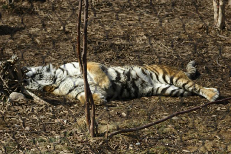 2007-03-11 14:45:10 ** Tiger, Utah, Zoo ** Tiger.