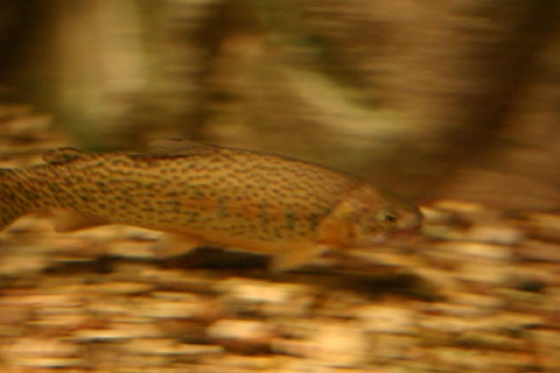 2007-12-15 12:40:16 ** Aquarium, Utah, Zoo ** Colorado River Cutthroat Trout.