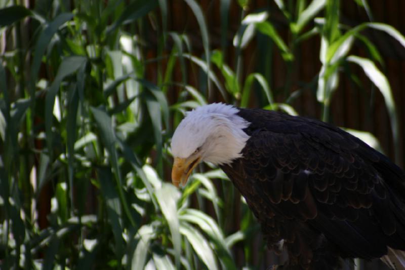 2007-06-18 11:30:02 ** Utah, Weißkopfseeadler, Zoo ** Weißkopfseeadler.