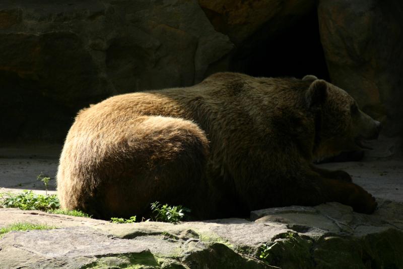 2005-08-24 14:46:23 ** Berlin, Germany, Zoo ** Brown bear.