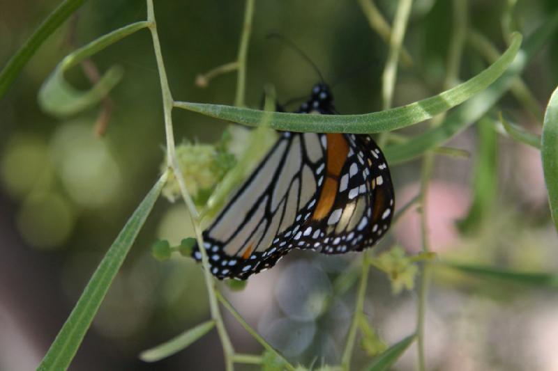 2007-10-27 13:31:20 ** Botanischer Garten, Phoenix ** Monarchfalter.