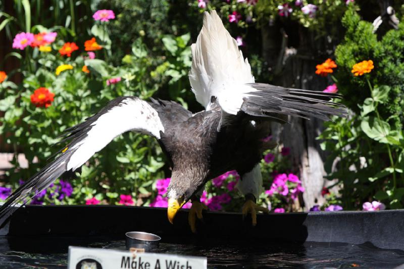 2011-07-15 13:02:45 ** Riesenseeadler, Utah, Zoo ** 