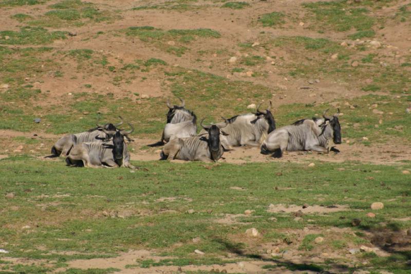 2008-03-21 10:16:22 ** San Diego, San Diego Zoo's Wild Animal Park ** 