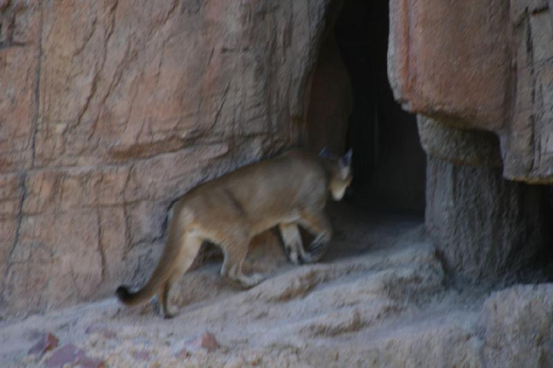 2006-06-17 16:57:12 ** Botanischer Garten, Tucson ** Puma.