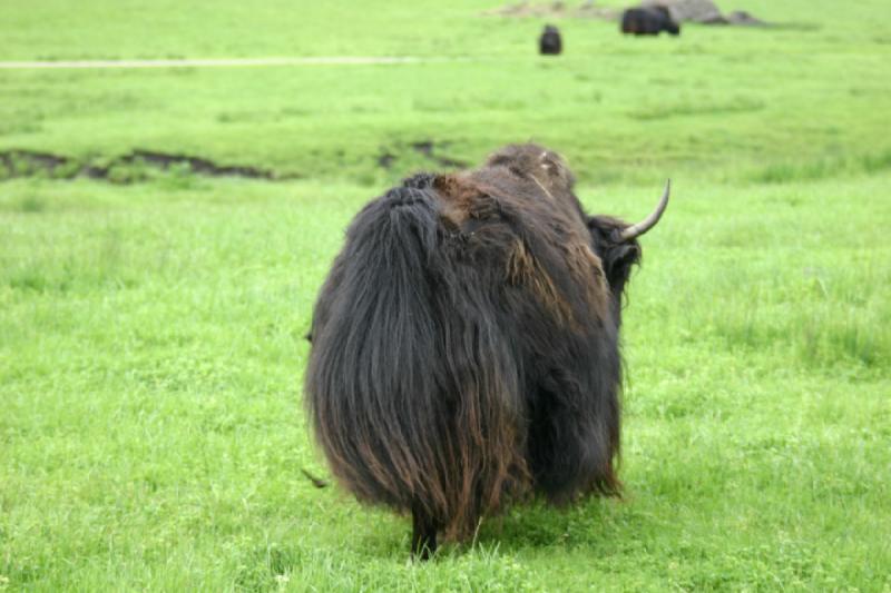 2005-05-07 15:10:51 ** Oregon, Roseburg, Zoo ** Ein Yak, wenn mich nicht alles täuscht.