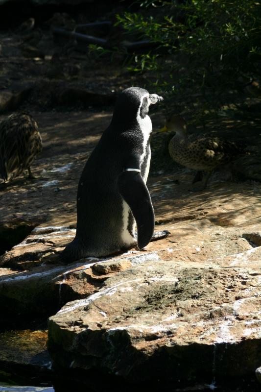 2005-08-24 15:12:55 ** Berlin, Deutschland, Zoo ** Humboldt-Pinguin.