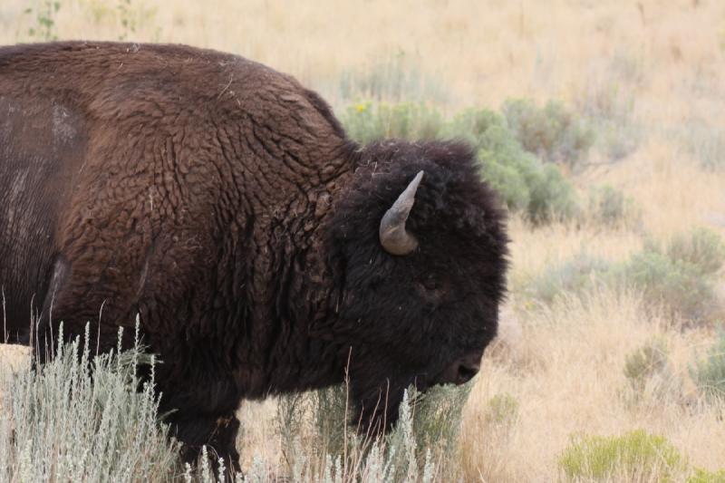 2013-08-24 15:40:23 ** Antelope Island, Bison, Utah ** 