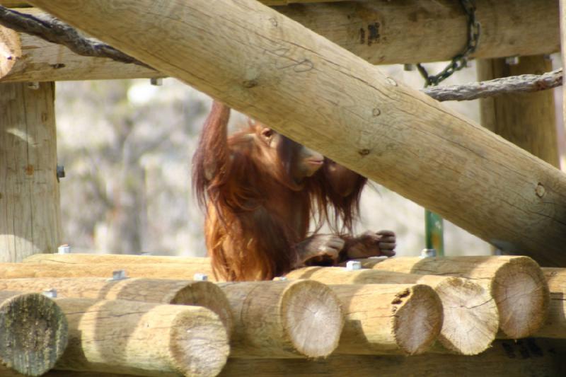 2007-03-11 13:33:44 ** Utah, Zoo ** Orang-Utan spielt in der Kletterburg im Gehäge.