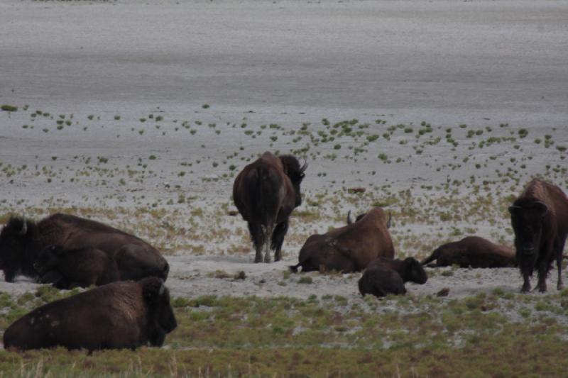 2013-08-24 13:52:57 ** Antelope Island, Bison, Utah ** 