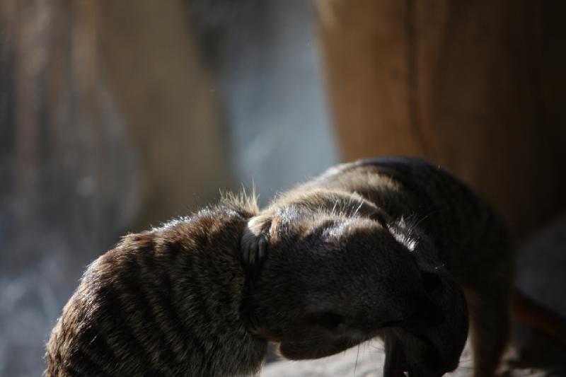 2011-01-23 16:10:05 ** Utah, Zoo ** 