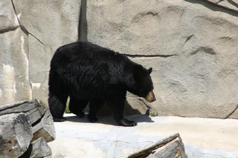 2008-05-04 12:22:48 ** Schwarzbär, Utah, Zoo ** 