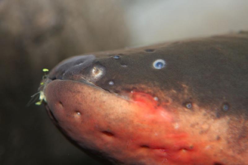 2011-01-22 10:53:06 ** Aquarium, Utah, Zoo ** 