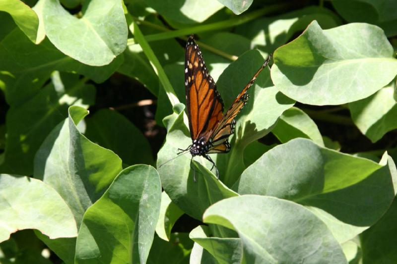 2007-10-27 13:28:58 ** Botanischer Garten, Phoenix ** Monarchfalter.