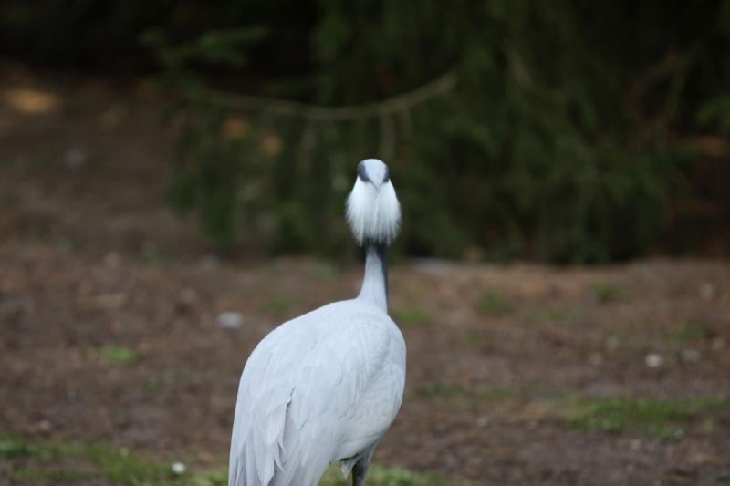 2010-04-13 13:26:13 ** Deutschland, Walsrode, Zoo ** 