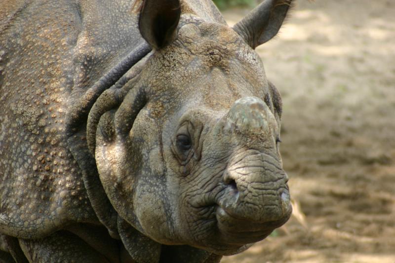 2005-08-24 12:54:32 ** Berlin, Germany, Zoo ** Indian Rhinoceros.