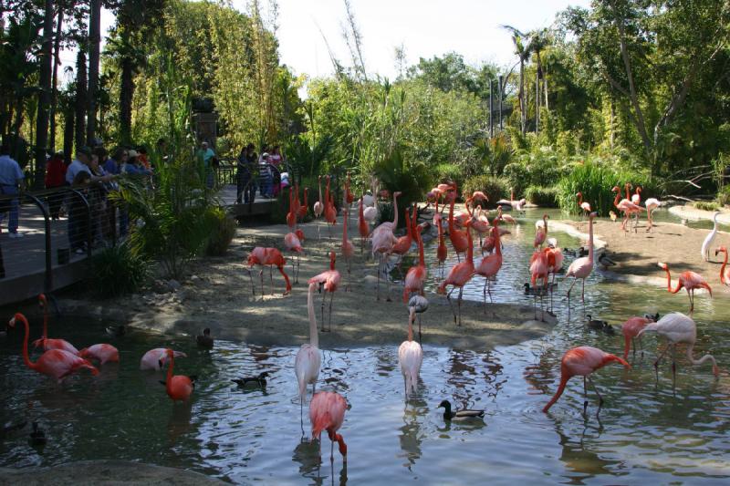 2008-03-20 14:09:54 ** San Diego, Zoo ** Kuba-Flamingos.