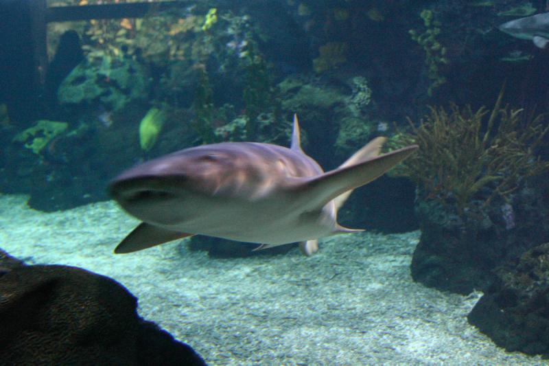 2005-08-25 13:57:52 ** Aquarium, Berlin, Germany, Zoo ** Shark.