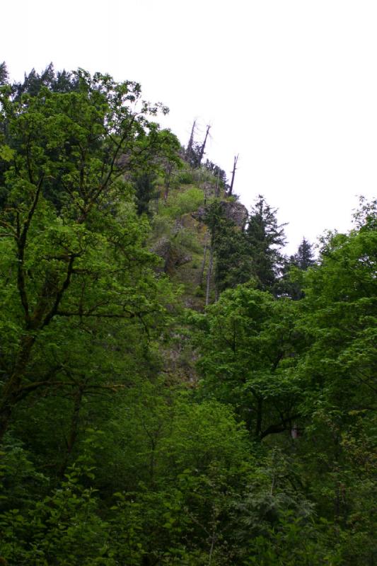 2005-05-06 17:35:57 ** Multnomah Falls ** Green wilderness.