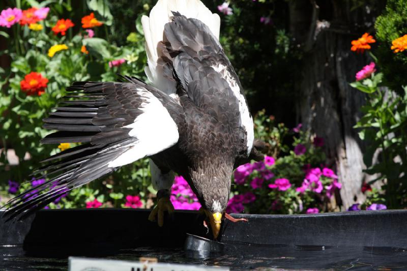 2011-07-15 13:02:36 ** Riesenseeadler, Utah, Zoo ** 