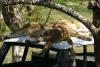 Lionesses on top of a car.