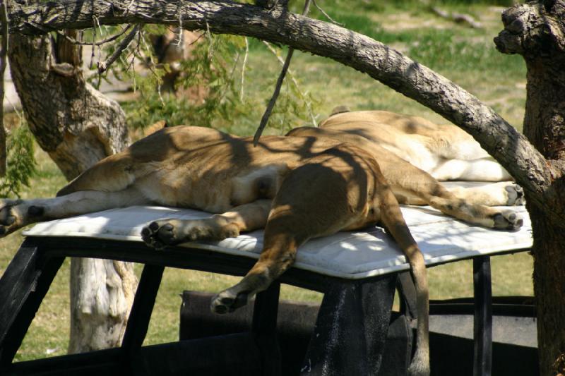 2008-03-21 12:47:14 ** San Diego, San Diego Zoo's Wild Animal Park ** Löwinnen auf einem Auto.