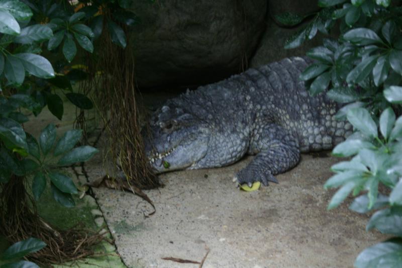 2005-08-25 15:01:19 ** Berlin, Deutschland, Zoo ** Krokodil.