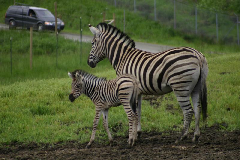 2005-05-07 14:23:54 ** Oregon, Roseburg, Zoo ** Zebras.