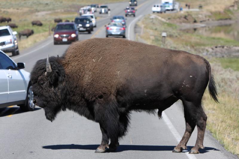 2008-08-16 11:49:57 ** Bison, Yellowstone National Park ** 