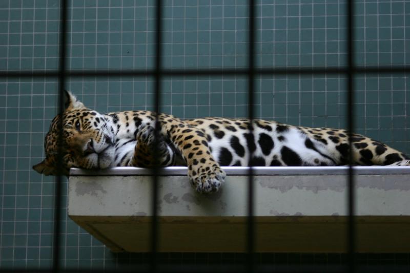 2005-08-24 16:52:43 ** Berlin, Deutschland, Zoo ** Leopard.