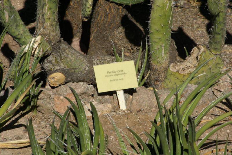 2007-10-27 14:17:54 ** Botanischer Garten, Kaktus, Phoenix ** Schild für den Feigenkaktus.