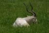 Addax Antelope.