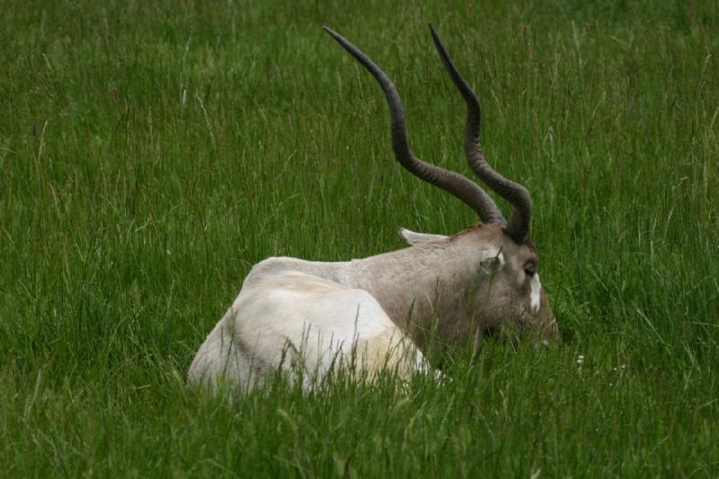 2005-05-07 14:27:35 ** Oregon, Roseburg, Zoo ** Addax Antilope.