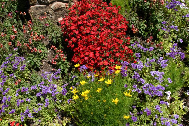 2006-07-22 13:53:48 ** Vail ** Flowers near our hotel. 2006-07-22 13:53:48 ** Vail ** Flowers near our hotel.