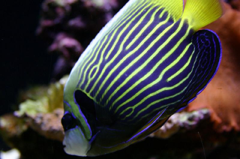 2007-09-01 11:25:24 ** Aquarium, Seattle ** Colorful fish with stripes.