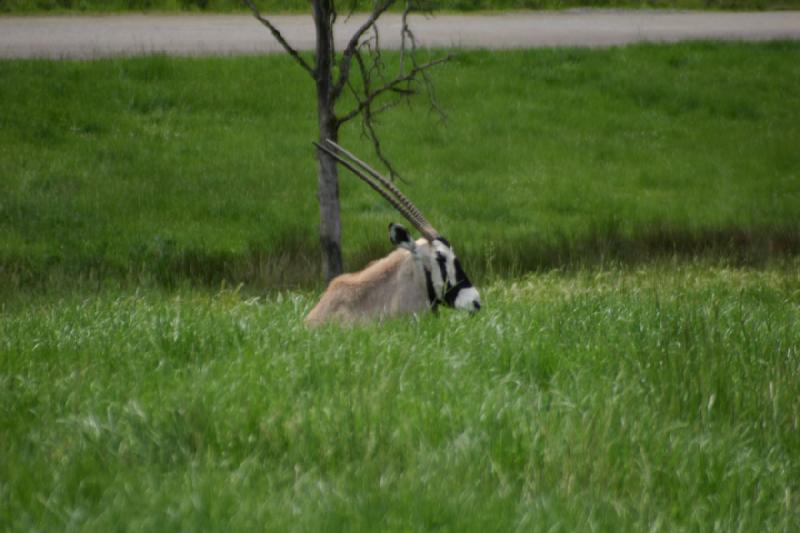 2005-05-07 14:12:13 ** Oregon, Roseburg, Zoo ** Oryx Antelope.