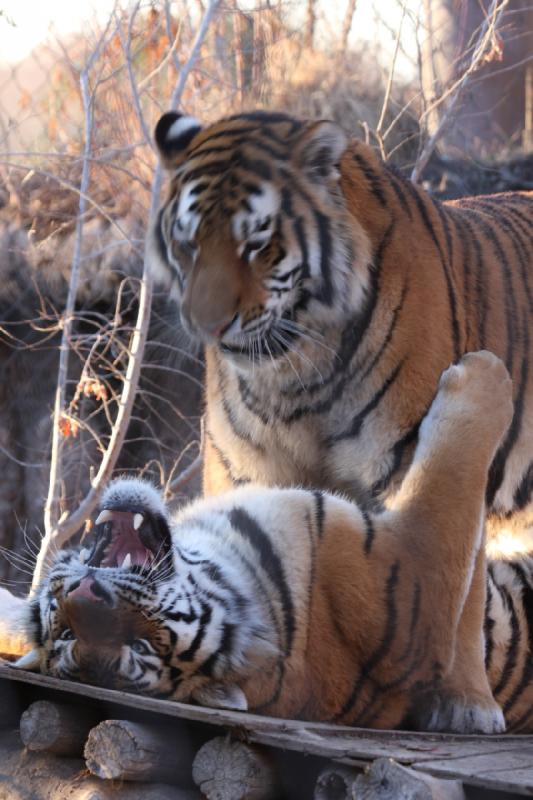 2011-01-23 16:49:05 ** Tiger, Utah, Zoo ** 