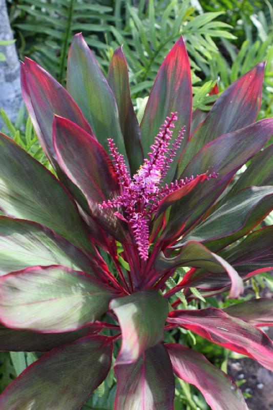 2011-11-27 09:47:46 ** Botanischer Garten, Hawaiʻi, Kauaʻi ** 