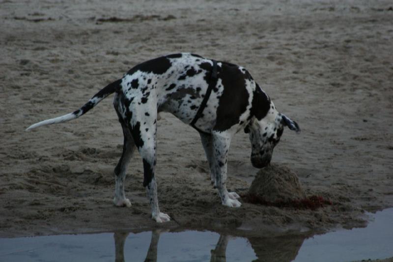 2006-11-26 15:54:14 ** Deutschland, Warnemünde ** Dieser Hügel ist der Dogge nicht ganz geheuer.