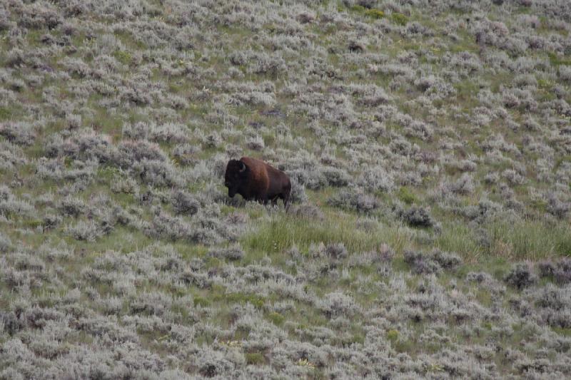 2009-08-05 13:37:58 ** Bison, Yellowstone National Park ** 