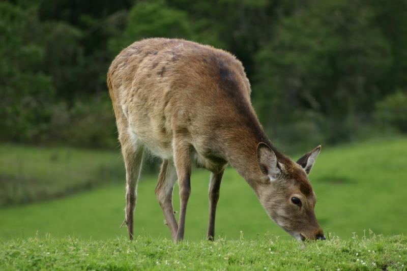 2005-05-07 15:09:33 ** Oregon, Roseburg, Zoo ** Deer.