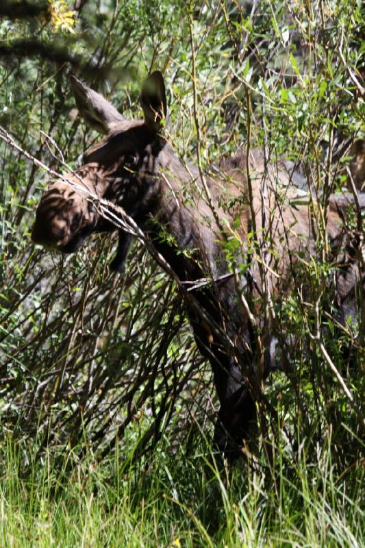 2010-08-21 11:02:54 ** Moose, Uinta Mountains ** 