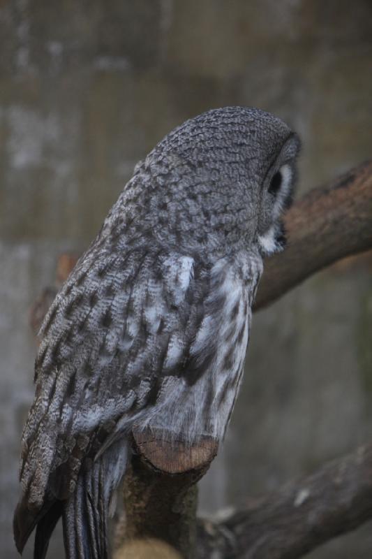 2010-04-13 17:54:44 ** Deutschland, Walsrode, Zoo ** 