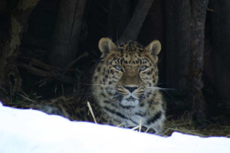 2007-12-09 15:47:58 ** Utah, Zoo ** Amurleopard.