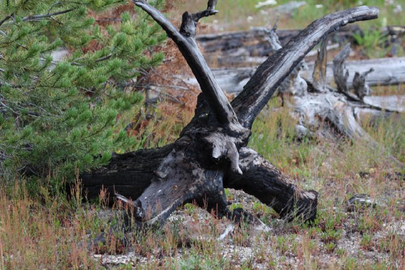 2009-08-02 15:09:47 ** Yellowstone National Park ** Everywhere spread around inside the park are old tree roots. Some of them are burnt but some are probably just old.