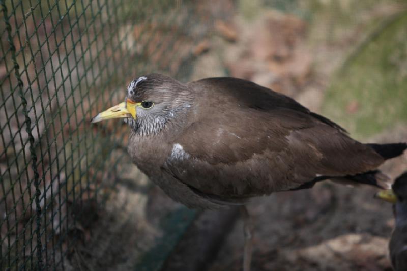 2010-04-13 13:58:38 ** Deutschland, Walsrode, Zoo ** 